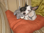 Pepper has taken it upon herself to guard the plush kitten Kelly gave her as a welcome gift.