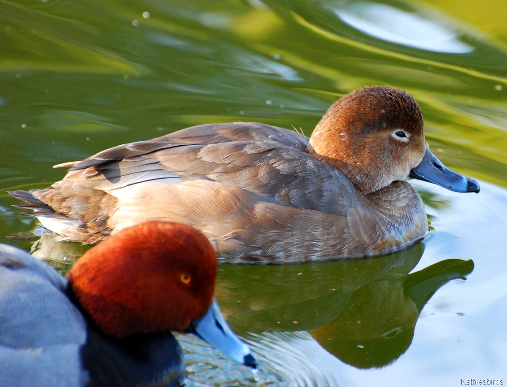 [5.%2520Redheads-kab%255B4%255D.jpg]