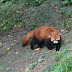 Chengdu Research Base of Giant Panda Breeding : panda rouge