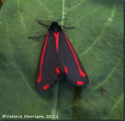 1 cinnabar 1 cinnabar