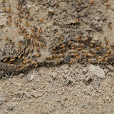 Termites: They prefer to travel in these mud tunnels.