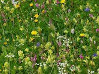 Meadow Flowers