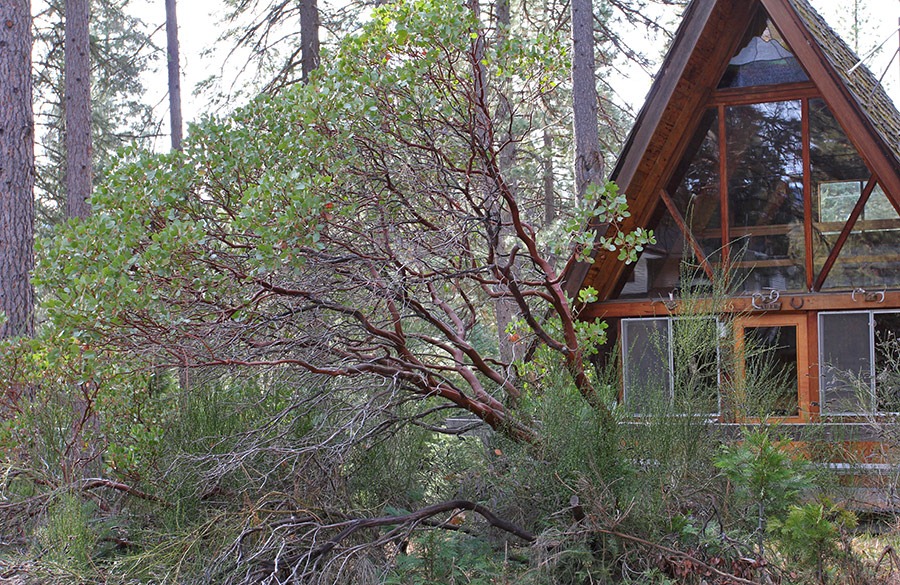 [111226_Arctostaphylos-patula_12%255B7%255D.jpg]