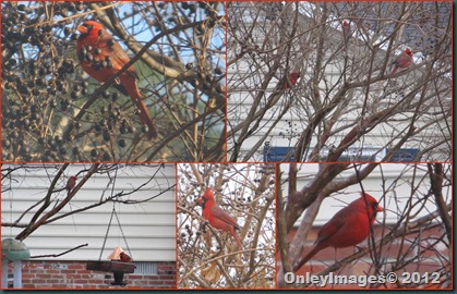 Cardinals Male collage