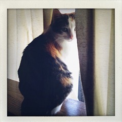 callie3 callie3