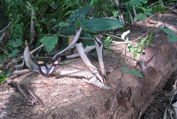 Euphaedra ceres FABRICIUS, 1775, femelle. Ankasa Park (Ghana), 23 décembre 2009. Photo : Henrik Bloch