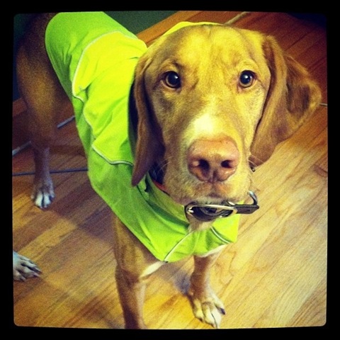 [hurricane-sandy-dogs-3%255B2%255D.jpg]