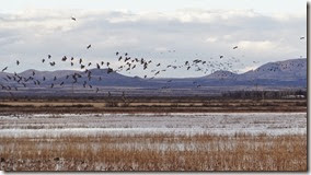 Sand Hill Cranes Wilcox AZ 104