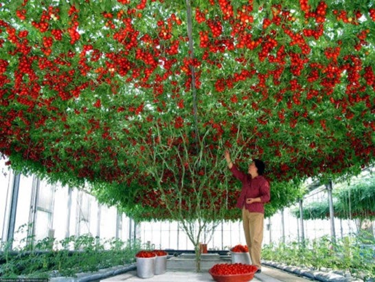 tomato-tree-epcot-disney-record