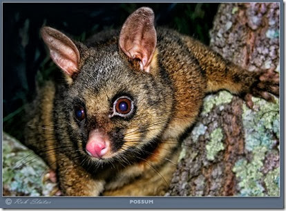 possum possum