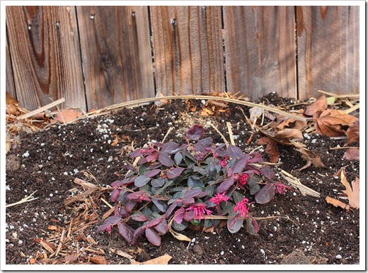 120219_Loropetalum-chinense-Burgundy_1 120219_Loropetalum-chinense-Burgundy_1
