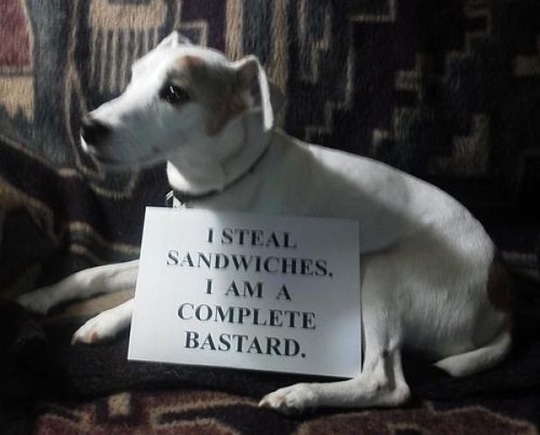 [dog-shaming-bad-25%255B2%255D.jpg]