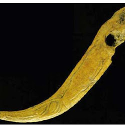 08 - Figura de ciervo grabada en baston de mando (Museo Arqueologico de Madrid)