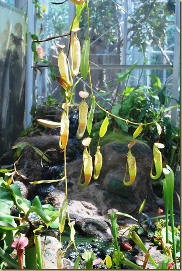 915 - Pitcher Plants green and yellow
