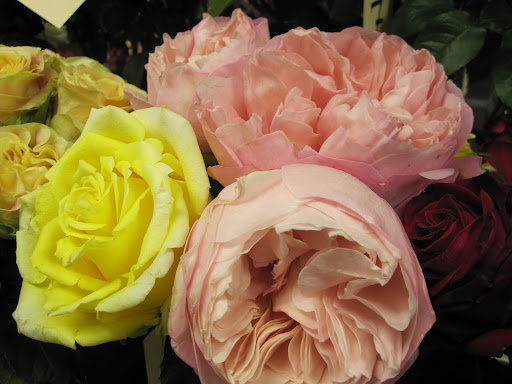 Today (Wednesday January 12, 2011) is the last day for the showcase -- the roses will be even more open than when I saw them on Tuesday.