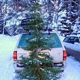 The mighty tree!