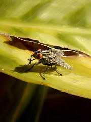 Mosca