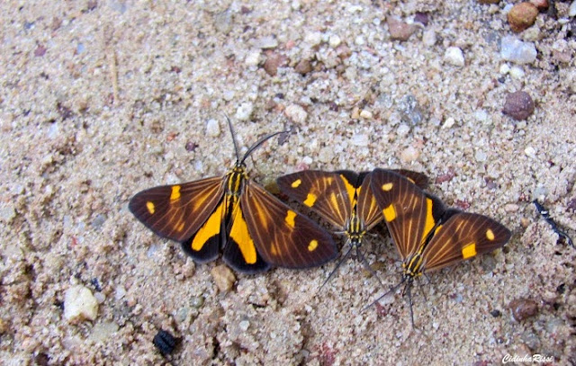 Notodontidae : Dioptinae : Phaeochlaena gyon (FABRICIUS, 1787), mâles (ou sp. apparentée). Colider (Mato Grosso, Brésil), 29 avril 2012. Photo : Cidinha Rissi