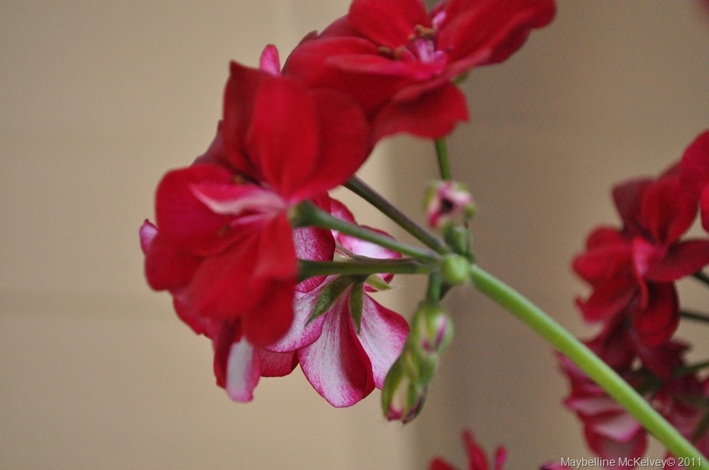 [DSC_2212_7236%255B11%255D.jpg]