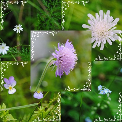 Markblomst3 Markblomst3