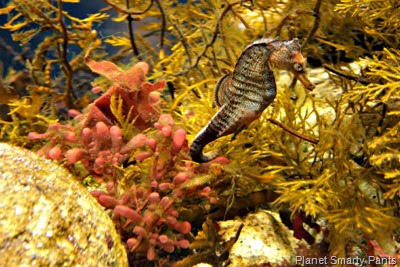 Monterey Aquarium-Seahorse Monterey Aquarium-Seahorse