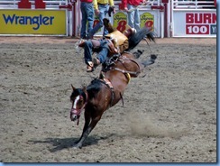 9370 Alberta Calgary - Calgary Stampede 100th Anniversary - Stampede Grandstand - Calgary Stampede Rodeo Novice Bareback Championship