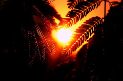 Sol entre plantas.