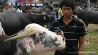 Cada unos sujeta su animalillo mientras los compradores ojean. Por la tarde, los tratos.