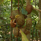 Fleischfressende Pflanzen