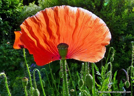 P1040460