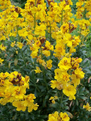 [erysimum_%2520harpur_%2520crewe_closeup%255B2%255D.jpg]