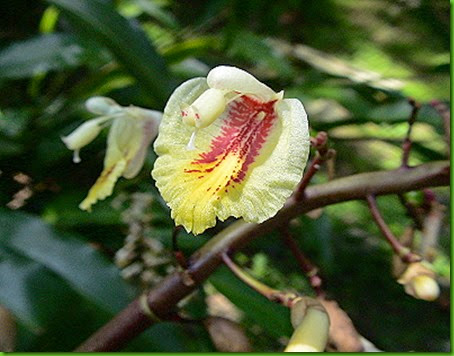 Alpinia koshunensis Alpinia koshunensis
