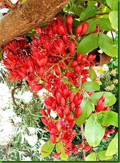 Schotia brachypetala Schotia brachypetala