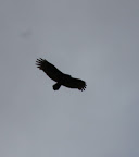 Hurry!!! The menace is swooping down on me!