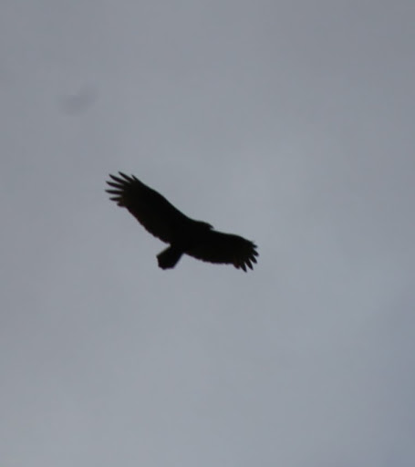 Hurry!!! The menace is swooping down on me!