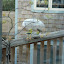 511 Root - DSC02090.JPG