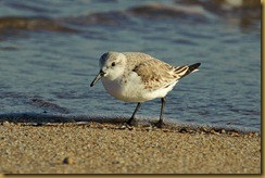 Sanderling