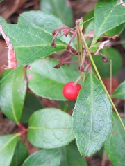 teaberry single