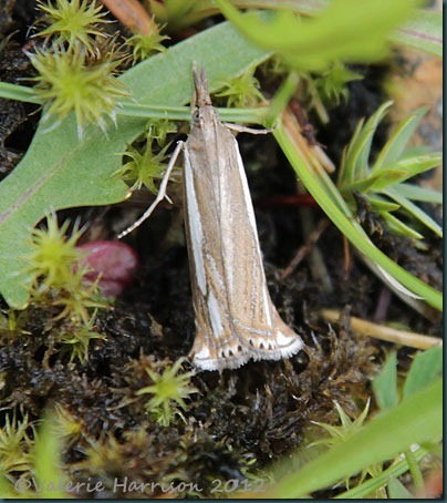 Crambus pascuella Crambus pascuella