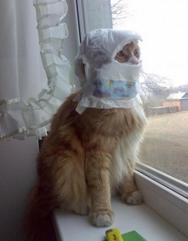 [strange-cats-expain-that-0%255B2%255D.jpg]