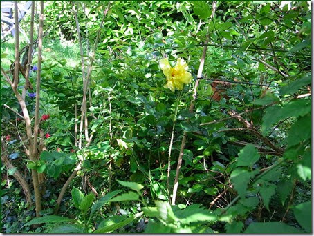 tuin7 tuin7