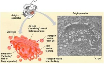 Golgi apparatus- sorting centre of the cell