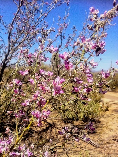 Saguaro National Park West Saguaro National Park West