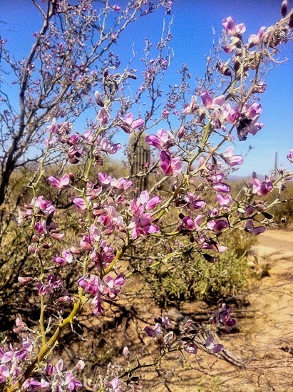 Saguaro National Park West