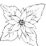 DIBUJOS PARA COLOREAR FLORES DE NAVIDAD – Dibujos para colorear