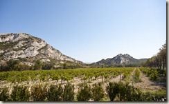 vineyard