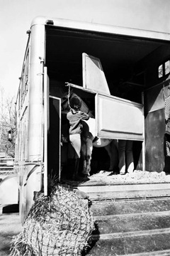 Horses-at-Riseholme-3