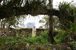 The forest has taken over much of the site (or rather only some has been cleared away) Kuelap, Chachapoyas Region, Peru