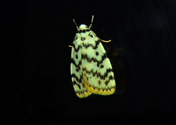 Hétérocères d'Australie - Arctiidae : Lithosiinae : Hectobrocha pentacyma MEYRICK, 1886. Umina Beach (New South Wales, Australie), 30 mars 2011. Photo : Barbara Kedzierski
