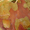 dsc06840.jpg